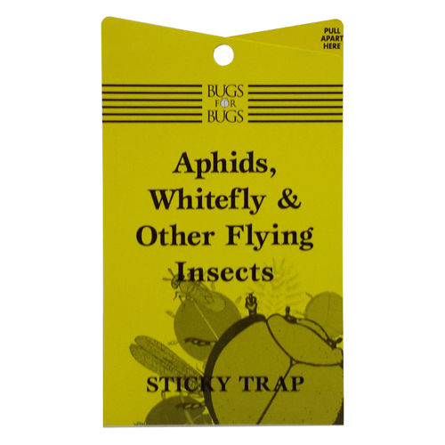 Yellow Sticky Fly Trap - Bugs For Bugs -  Aphids, Whitefly & Flying Insects