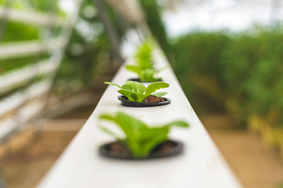 Hydroponic Australia: Tips and Tricks in Maintaining pH Balance in Your Hydroponic System