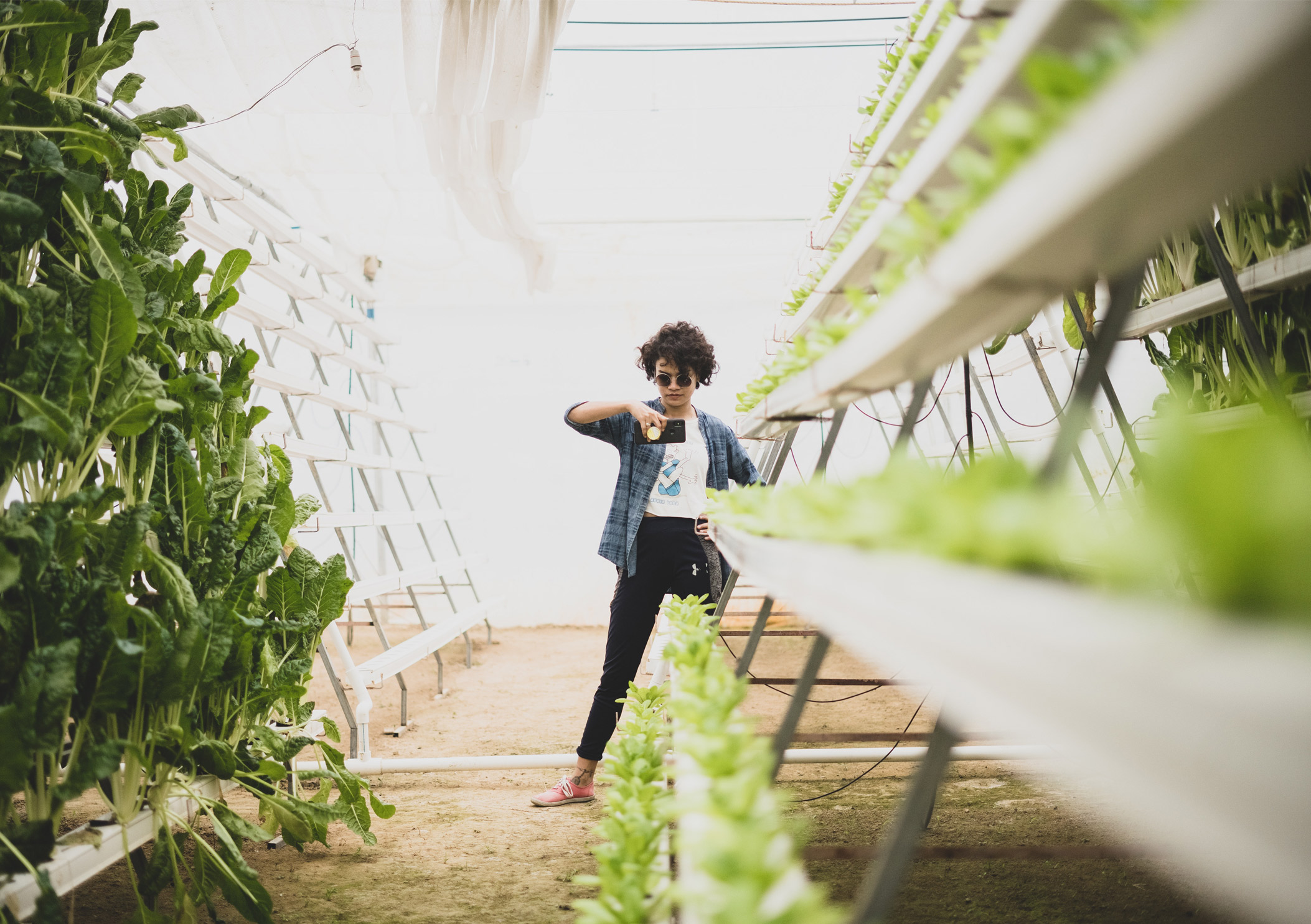 Which is better: hydroponics or soil?