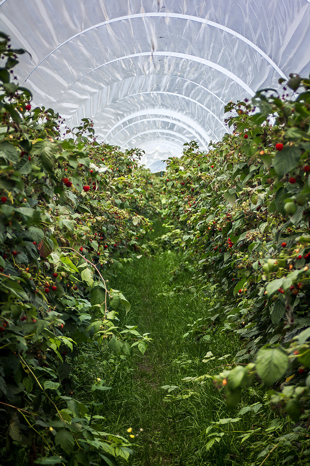 What are the benefits of hydroponics