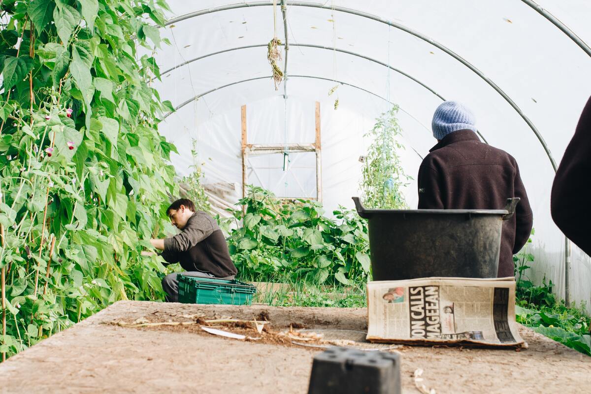 Hydroponics for beginners