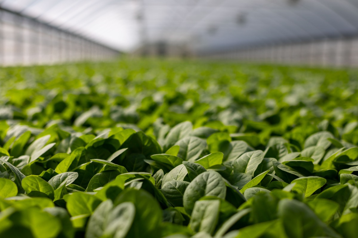 What is hydroponic farming?