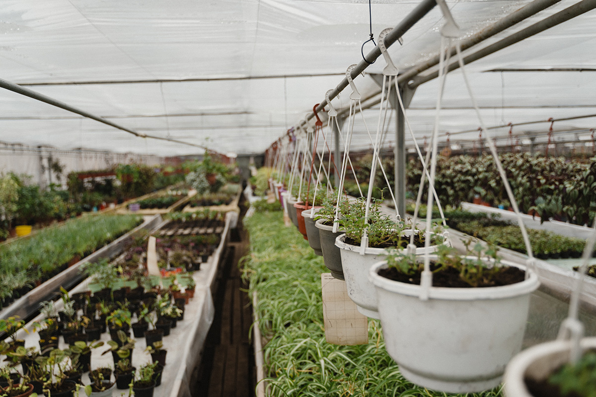 Hydroponic Grow Tents: Benefits and Best Options
